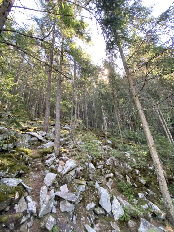 Обои природный заповедник, растительность, природа, окружающая среда, растительное сообщество в разрешении 1536x2048