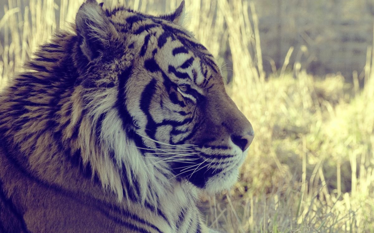 Обои тигр, живая природа, наземные животные, наземных животных, диких животных в разрешении 1920x1200