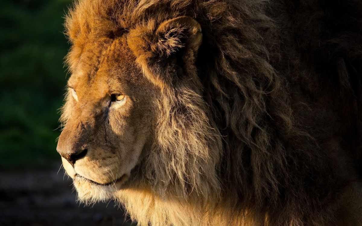 Обои Лев, живая природа, масаи Лев, наземные животные, грива в разрешении 2560x1600