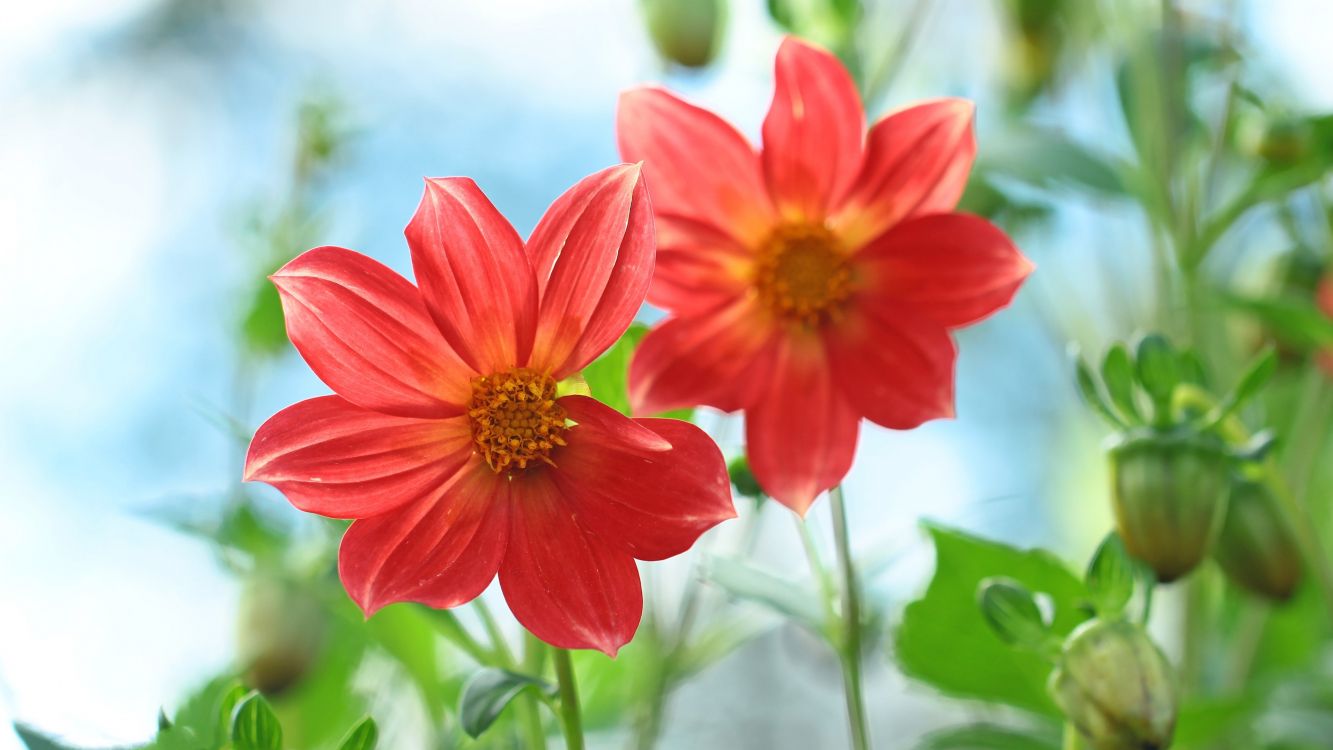 Обои Флора, цветок, цветковое растение, однолетнее растение, растение в разрешении 3840x2160