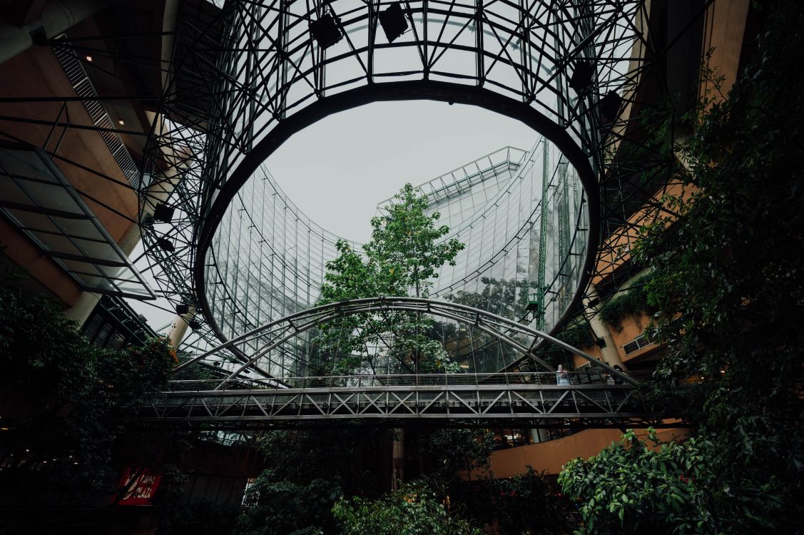 Обои растительность, оттенки серого, городской район, ботаники, дерево в разрешении 6048x4024