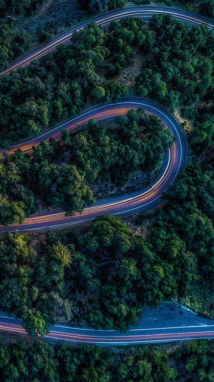 Обои природа, лист, тропические леса, растительность, дерево в разрешении 1080x1920