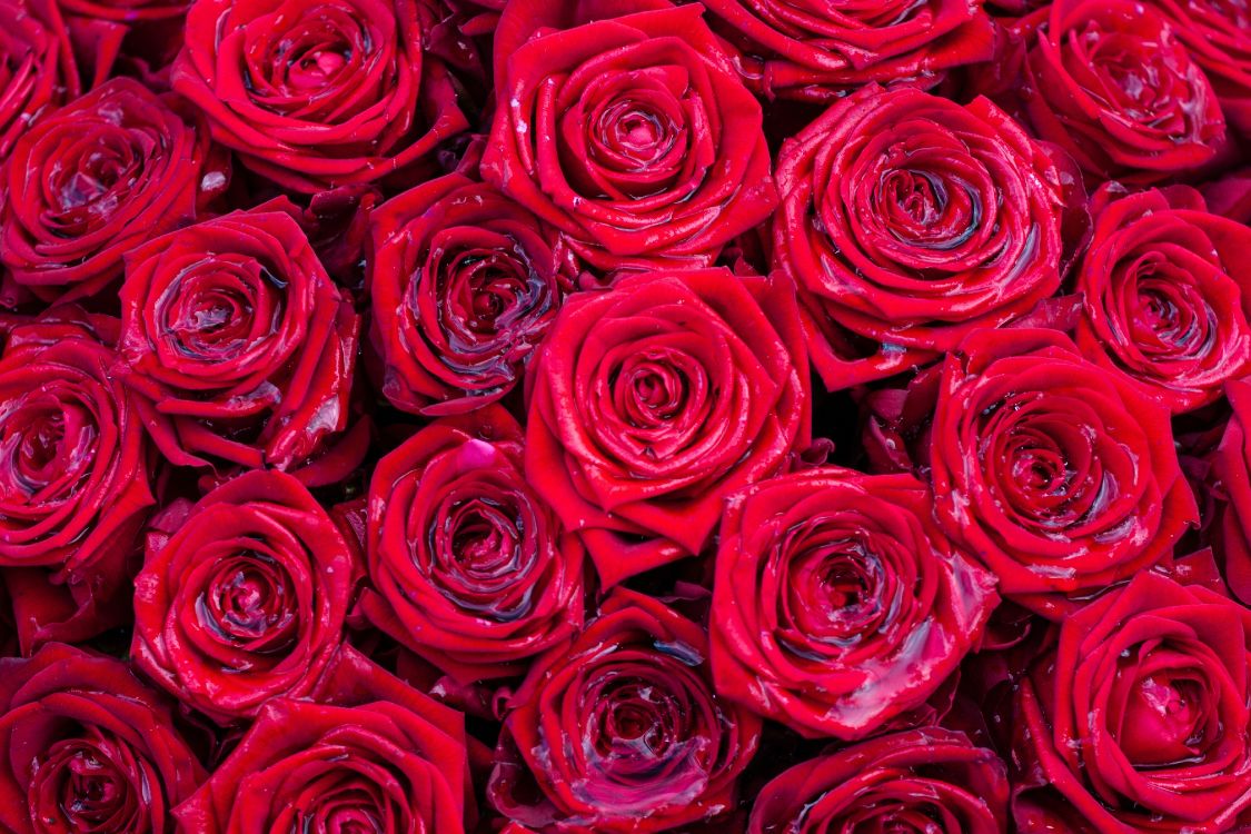 Обои Роза, цветок, сад роз, красный цвет, розовый в разрешении 4272x2848