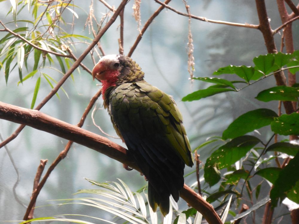 Обои клюв, дятлообразных, птица, ботаники, ветвь в разрешении 4608x3456