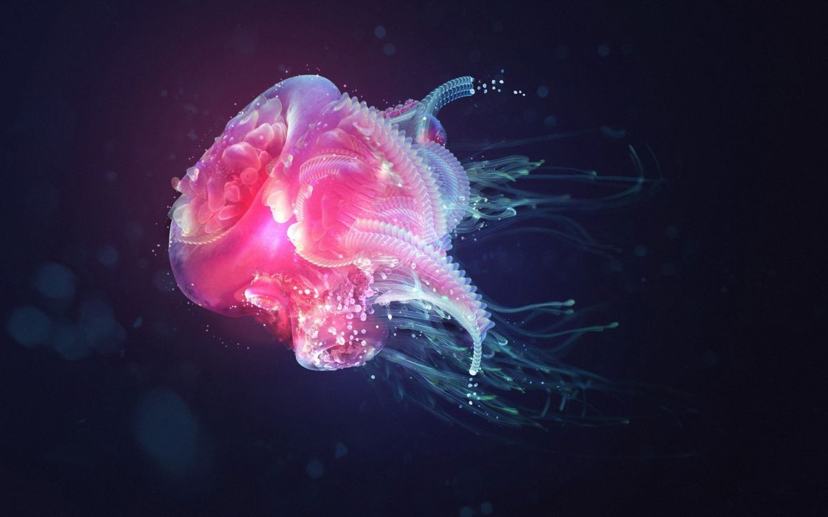 Обои Медуза, cnidaria, морские беспозвоночные, морская биология, подземные воды в разрешении 2560x1600
