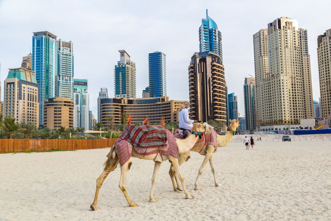Обои Дубай, пляж Джумейра, верблюд, арабский верблюд, песок в разрешении 3342x2228
