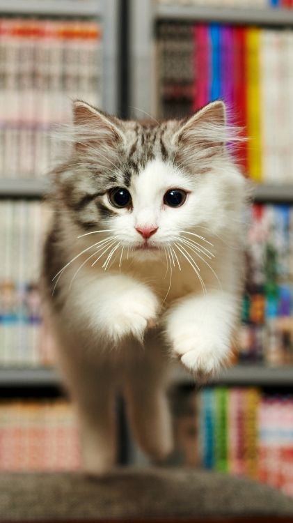 Обои бакенбарды, персидская кошка, европейская короткошерстная, норвежский лесной кот, датский дог в разрешении 1620x2880