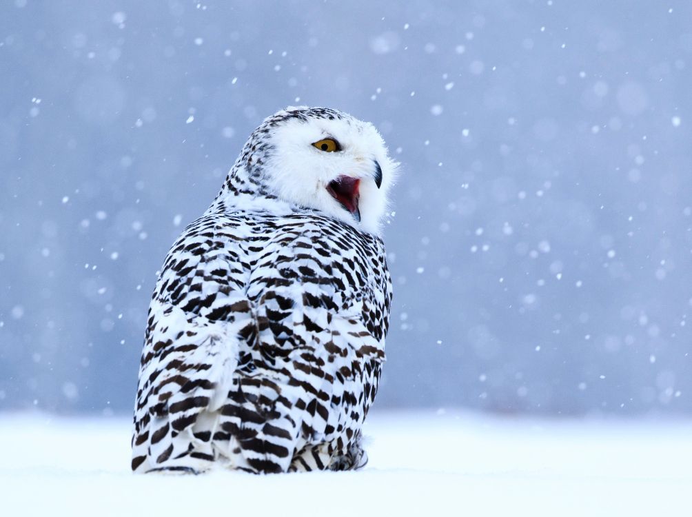 Обои Снежная сова, хищная птица, сова, птица, клюв в разрешении 4876x3641
