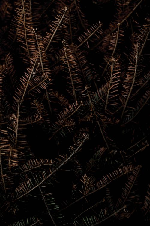 Обои черный и коричневый, постер, галлерикс, графика, арт в разрешении 3456x5184