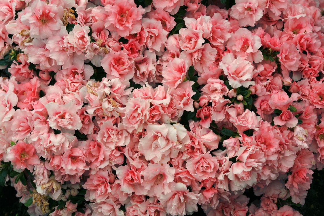 Обои цвет, Азалия, цветок, цветковое растение, розовый в разрешении 3500x2333