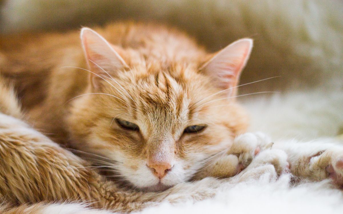 Обои полосатый кот, мейн кун, котенок, кошачьих, европейская короткошерстная в разрешении 2880x1800