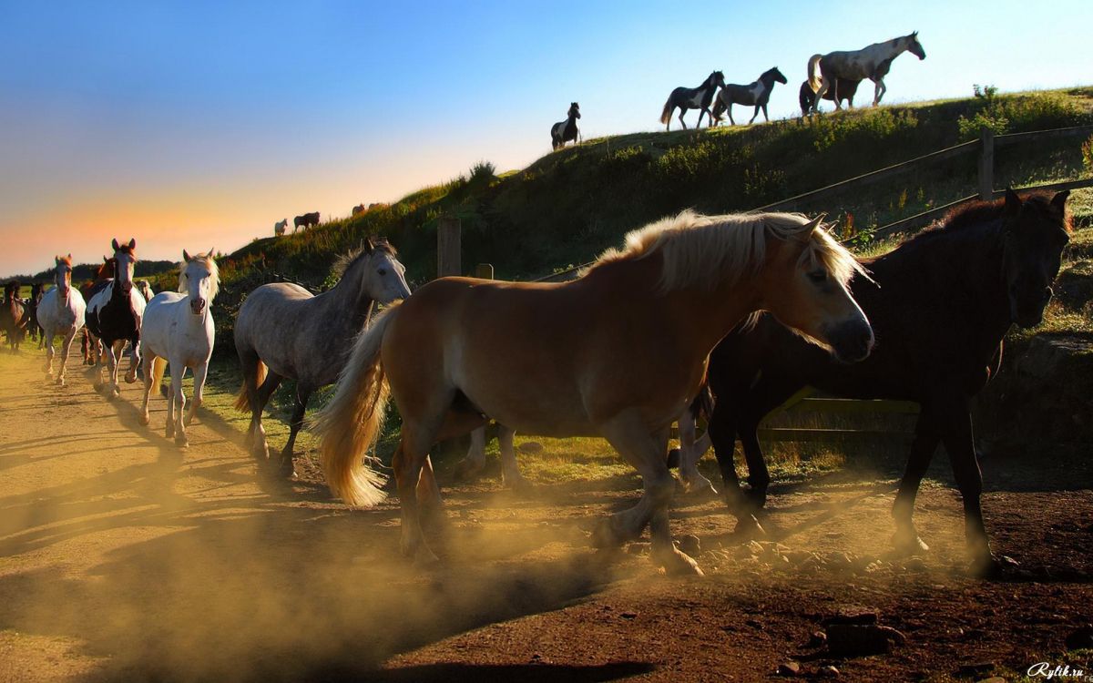 Обои конь, стадо, Мустанг лошадь, жеребец, выгон в разрешении 1920x1200