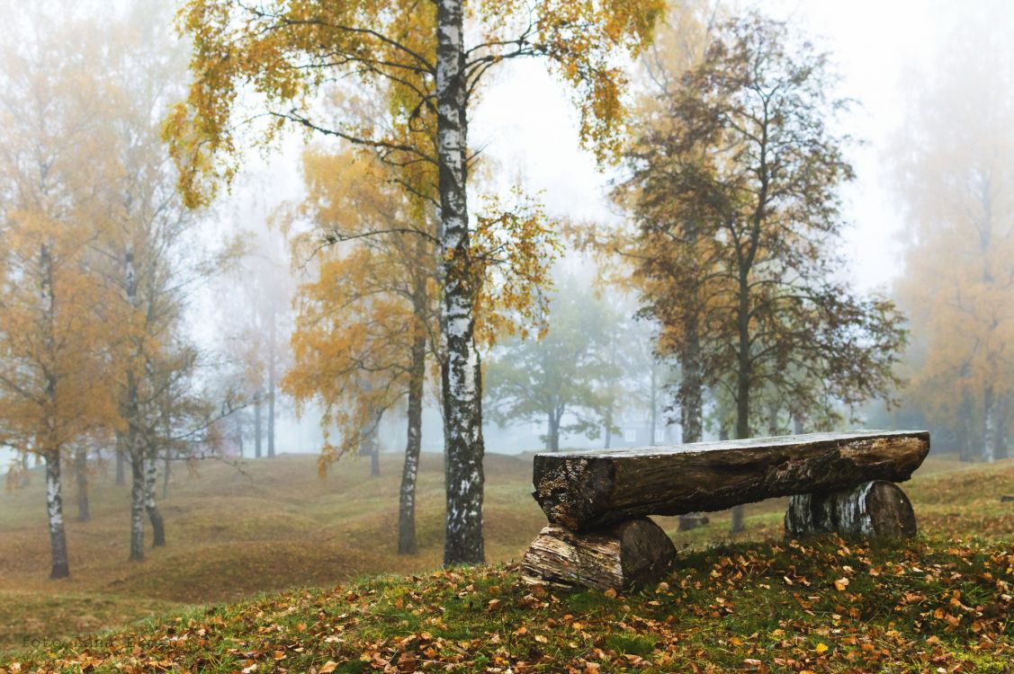 Обои лесистая местность, береза, осень, дерево, лес в разрешении 2048x1362