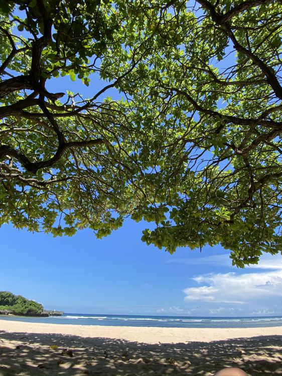 Обои дерево, ветвь, берег, побережье, пляж в разрешении 1536x2048