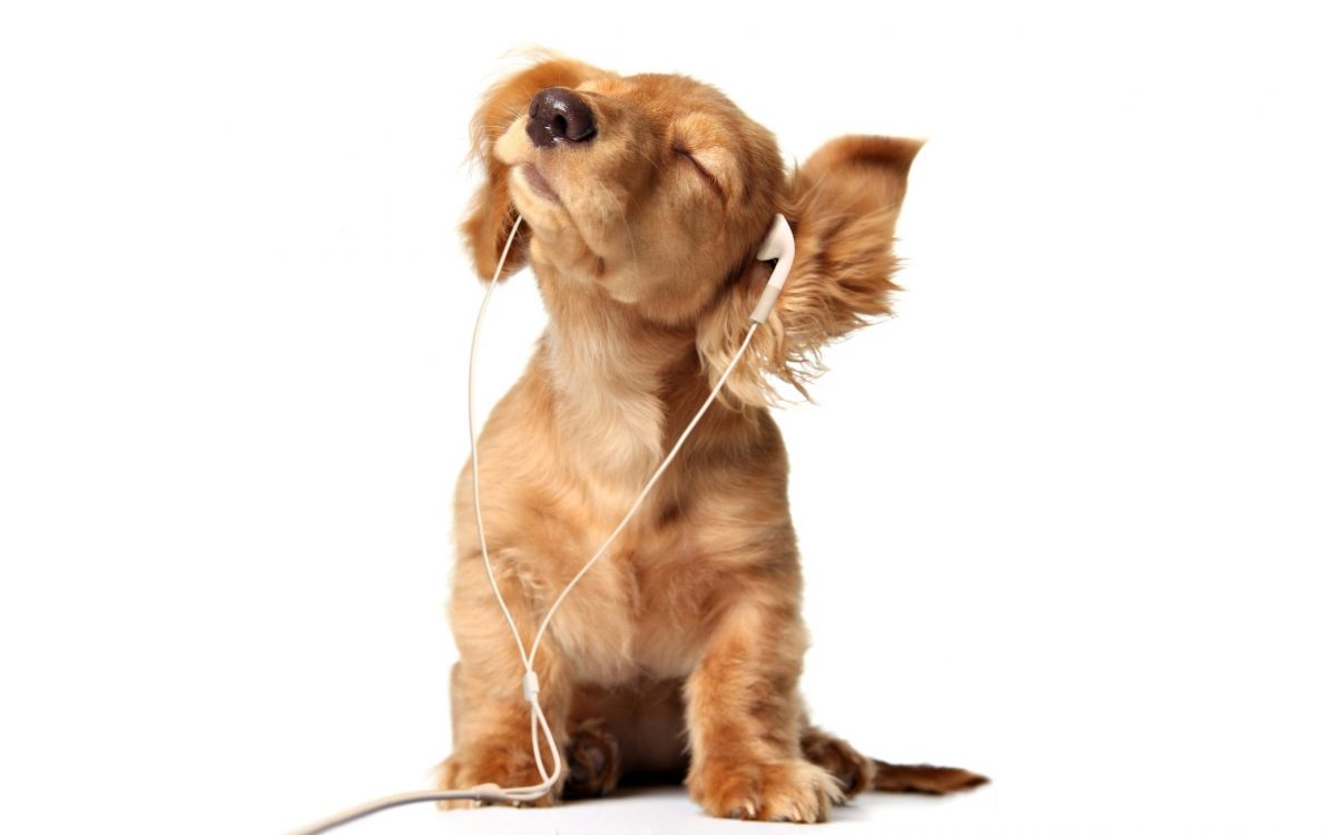 Обои щенок, пес, собака породы, музыка, прослушивание в разрешении 2560x1600