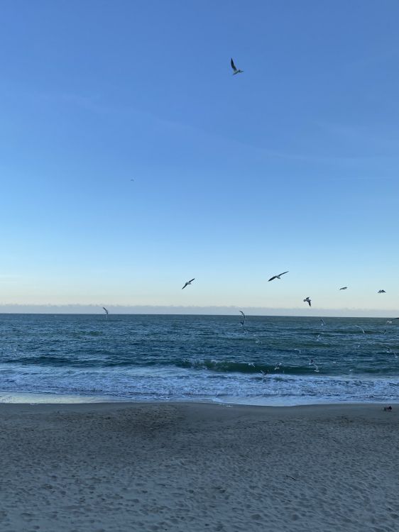 Обои море, пляж, пляж алки, openstreetmap, водоем в разрешении 1536x2048