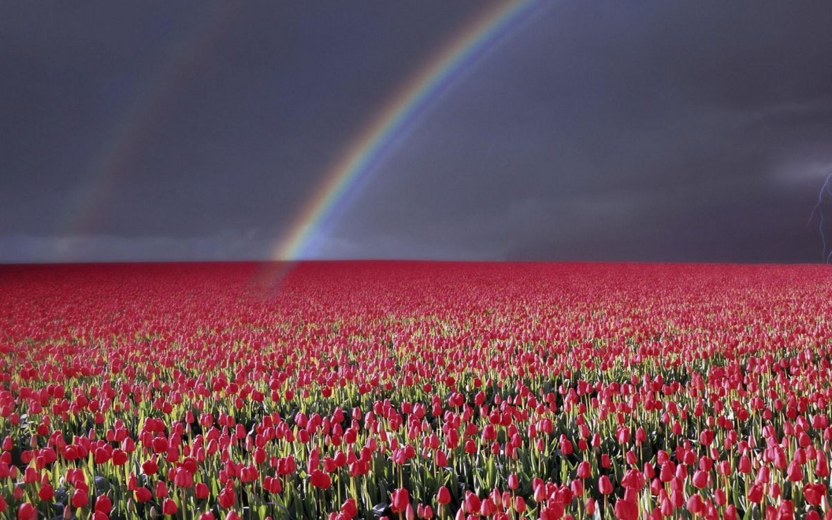 Обои Радуга, луг, экорегион, Цветочный сад, цветник в разрешении 1920x1200