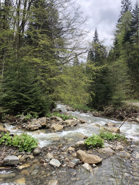 Обои Карпаты, дикая местность, вода, окружающая среда, русло ручья в разрешении 1536x2048