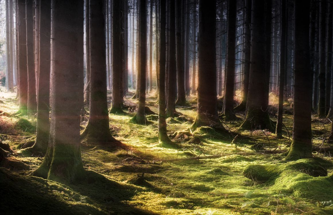 Обои природа, лес, дерево, ель, лесистая местность в разрешении 1920x1240