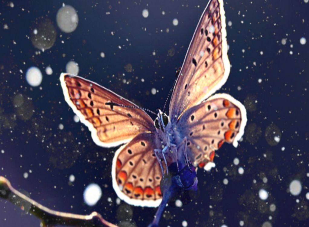 Обои насекомое, бабочка, мотыльки и бабочки, беспозвоночных, lycaenid в разрешении 1920x1408