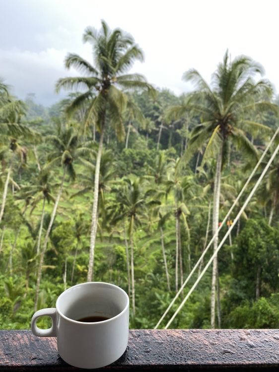 Обои Кокос, чашка, растительность, serveware, кофейная чашка в разрешении 1536x2048