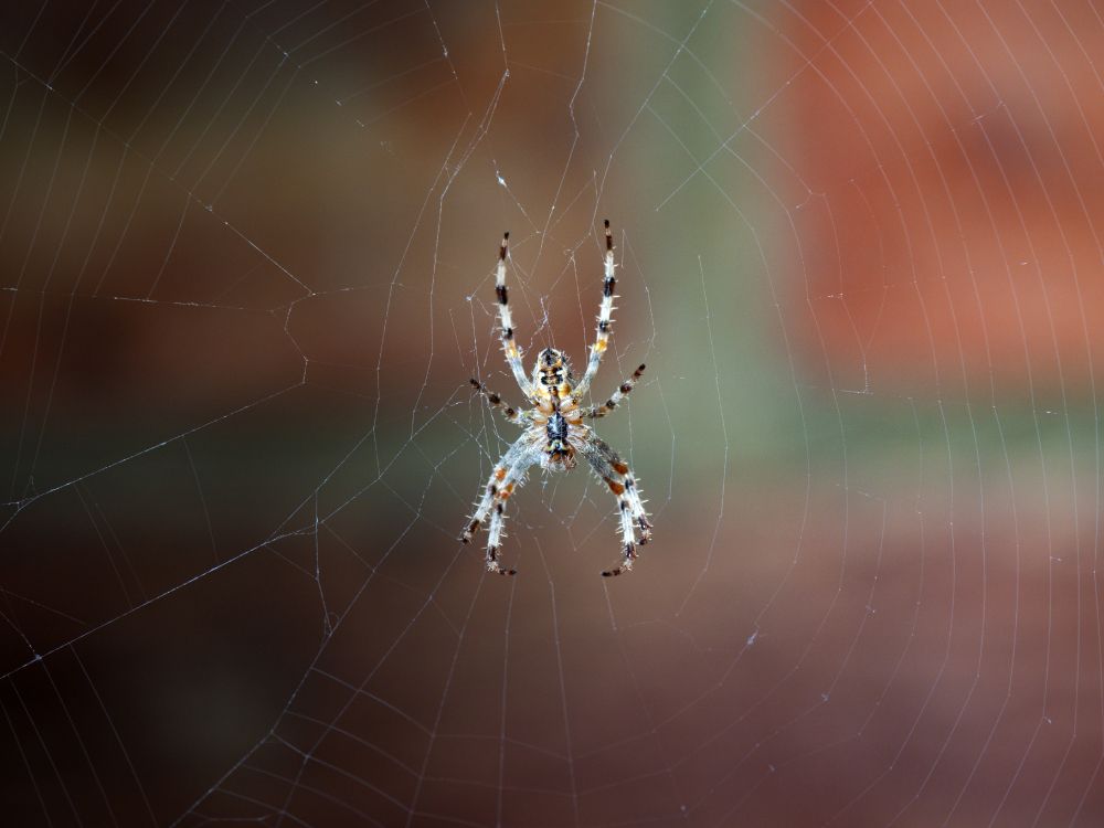 Обои паутина, европейский садовый паук, паук, овинный паук, Orb Уивер паук в разрешении 5184x3888