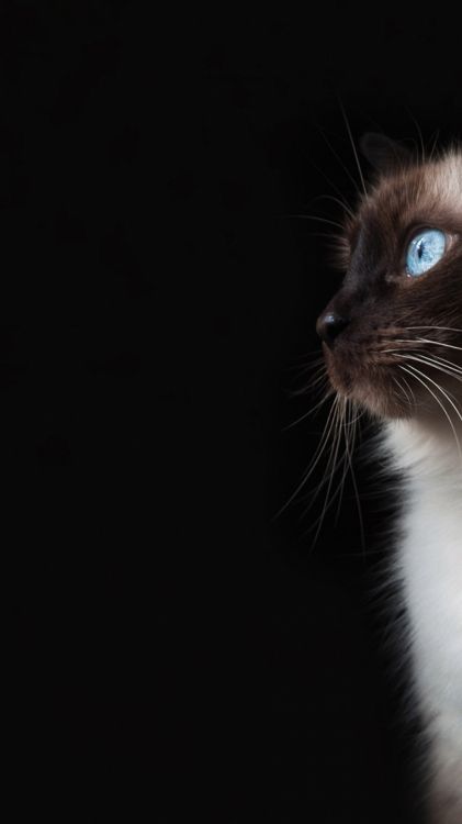 Обои кот, кошачьих, кошки малого и среднего размера, бакенбарды, морда в разрешении 1080x1920