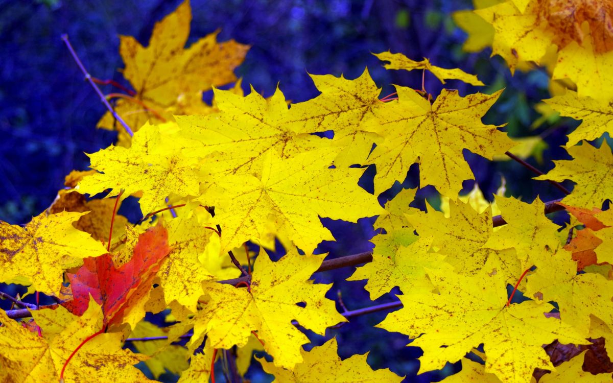 Обои лист, дерево, желтый, кленовый лист, листопадные в разрешении 2560x1600