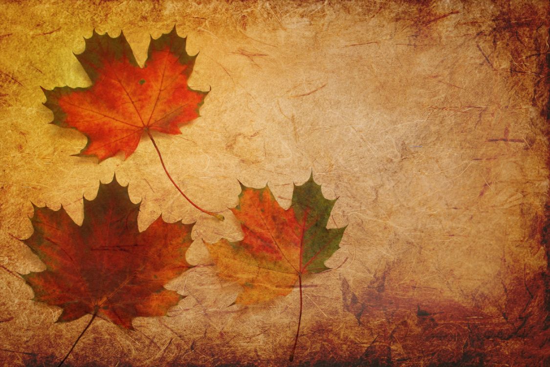 Обои кленовый лист, осень, лист, Черный клен, дерево в разрешении 3800x2533