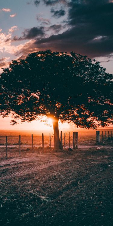 Обои осенний вечер, вечер, облако, атмосфера, экорегион в разрешении 1600x3200