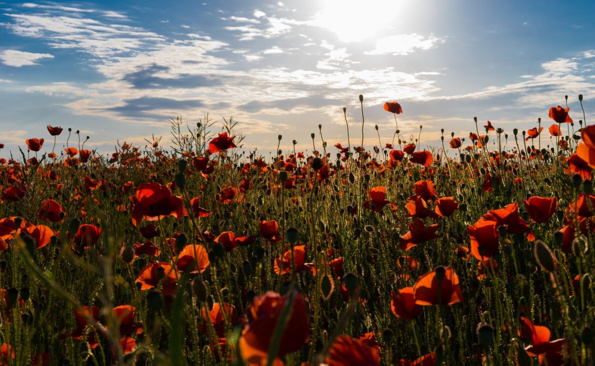 Обои полевой цветок, цветок, поле, растение, луг в разрешении 2048x1258