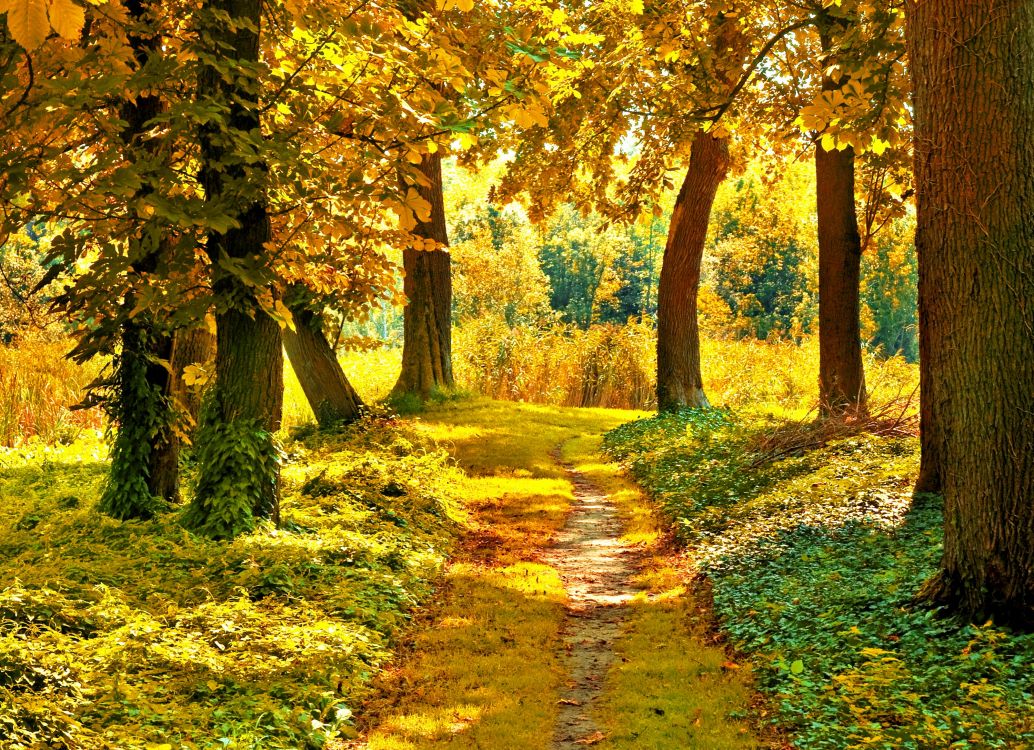 Обои осень, дерево, природа, лист, лес в разрешении 3000x2176