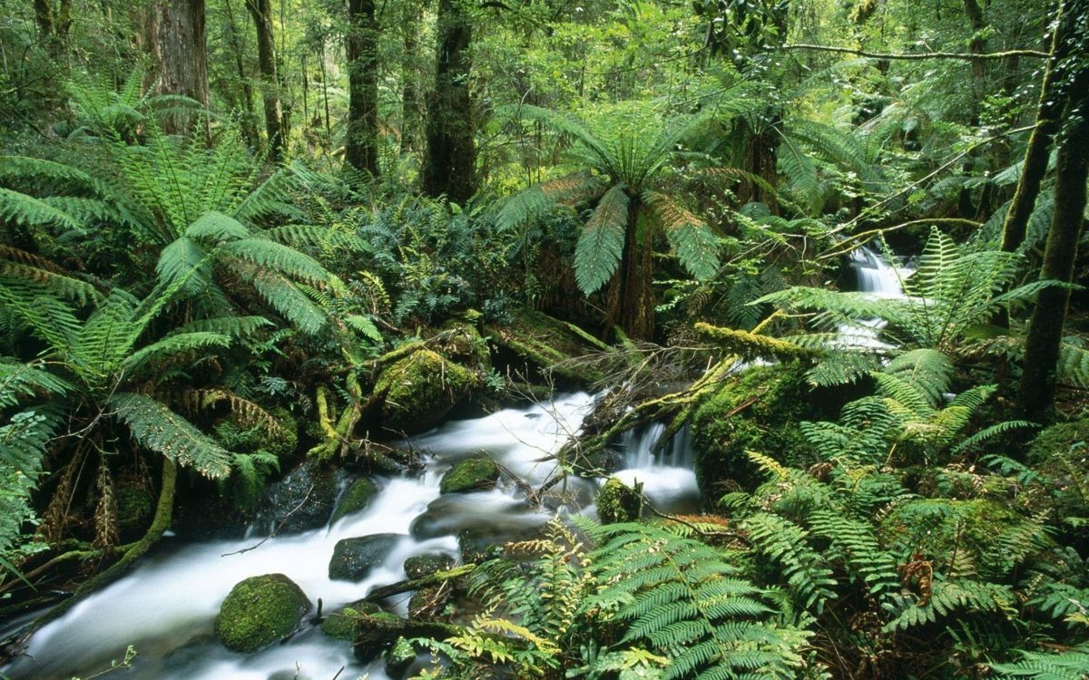 Обои растительность, природа, лес, природный заповедник, джунгли в разрешении 2560x1600