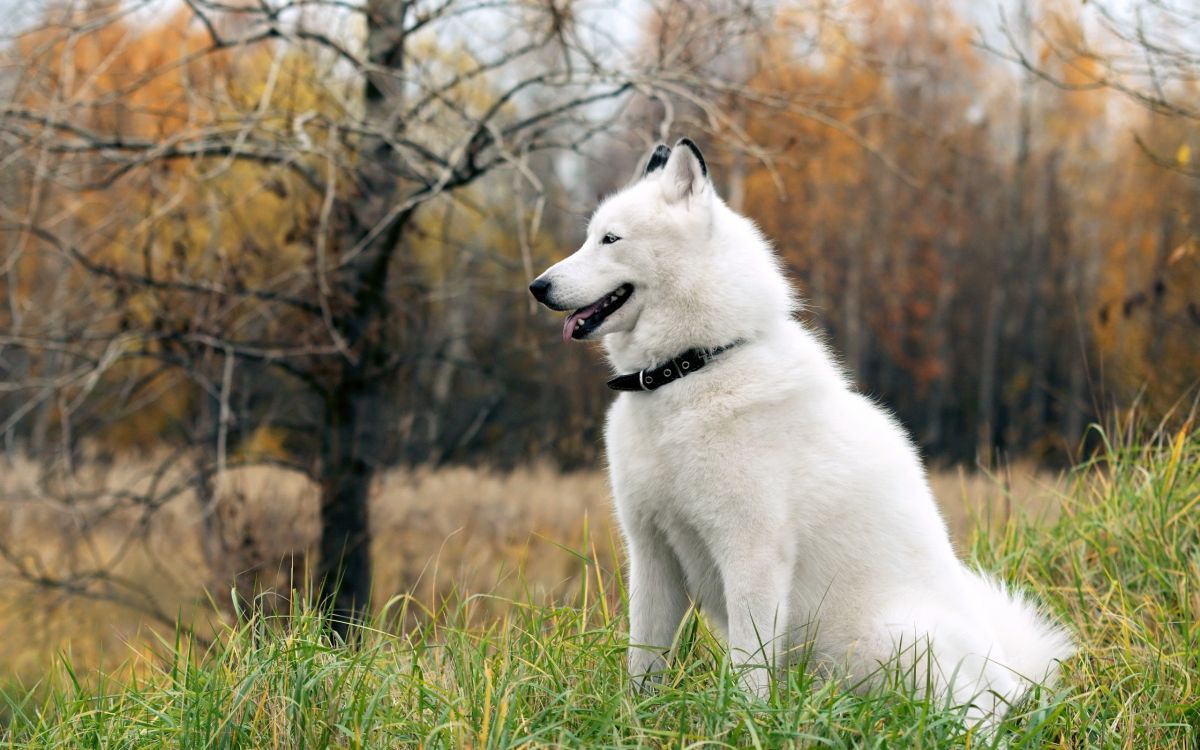 Обои аляскинский маламут, щенок, аляскинский хаски, собака породы, Бергер Блан Suisse в в разрешении 2560x1600