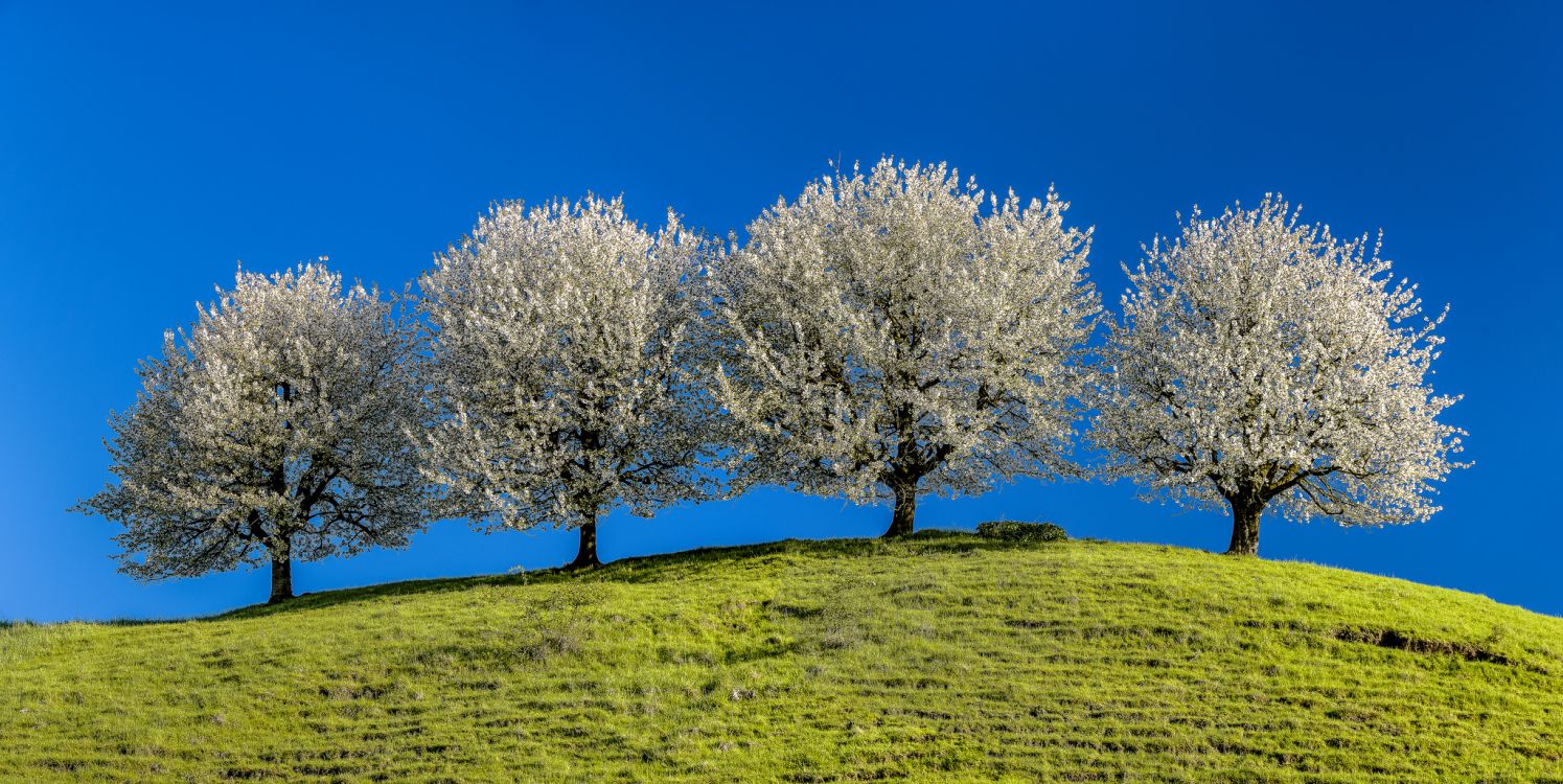 Обои дерево, природа, сенокосное угодье, древесные растения, киршбаум фрик в разрешении 2048x1027