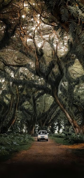 Обои компактный автомобиль, легковые автомобили, дерево, растение, природный ландшафт в разрешении 1422x3000