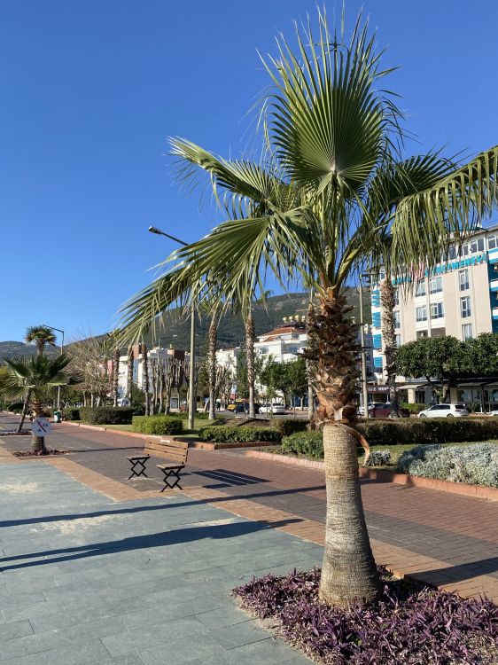 Обои пальмовые рощи, финиковая пальма, растение, лазурный, дерево в разрешении 1536x2048