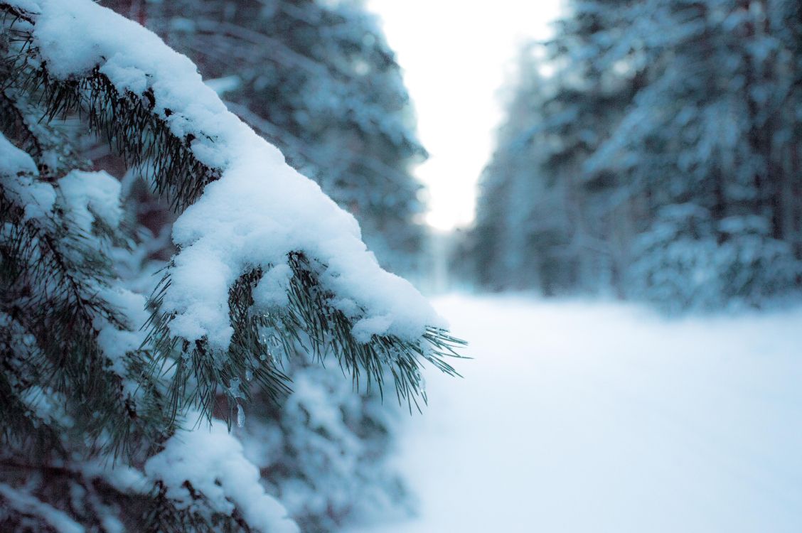 Обои снег, зима, замораживание, дерево, мороз в разрешении 6016x4000