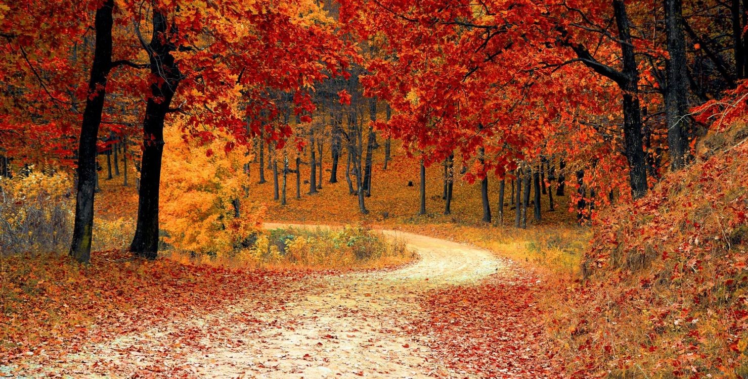 Обои осень праздничная, осень, праздник, Праздник середины осени, коричневый цвет в разрешении 2131x1080