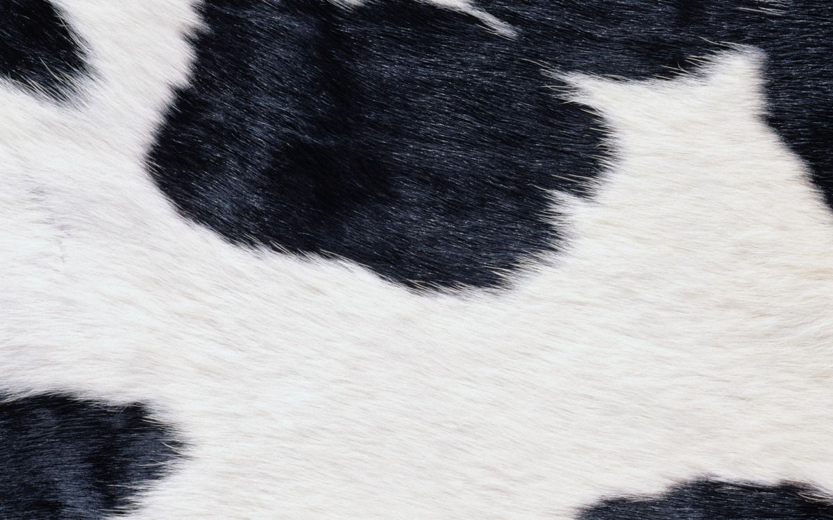 Обои мех, белые, ткань, морда, кожа в разрешении 2560x1600