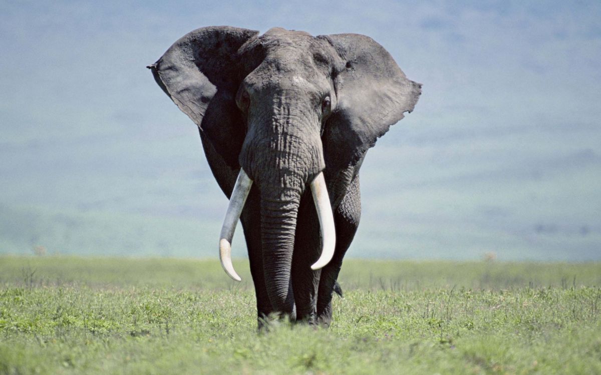 Скачать 2560x1600 обои Слон, Слоны и Мамонты, Наземные Животные, Индийский Слон...