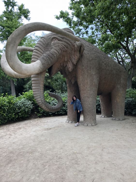 Обои слоны и мамонты, наземные животные, индийский слон, бивень, Слон в разрешении 1536x2048