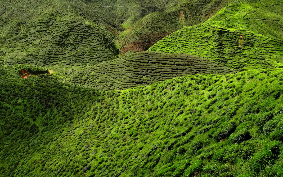 Обои чай, зеленый, растительность, нагорье, природный заповедник в разрешении 3390x2126