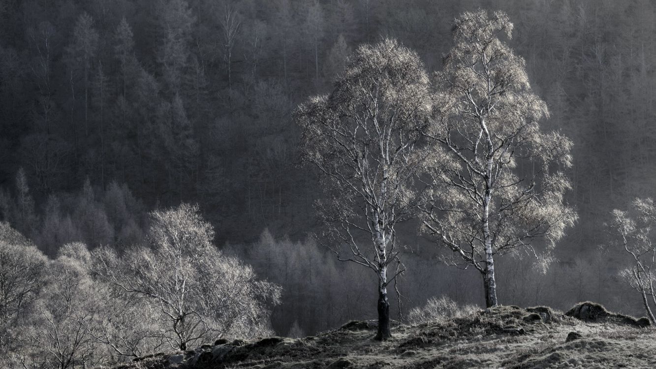 Обои дерево, древесные растения, атмосфера, черный и белый, Камбрия в разрешении 2100x1181
