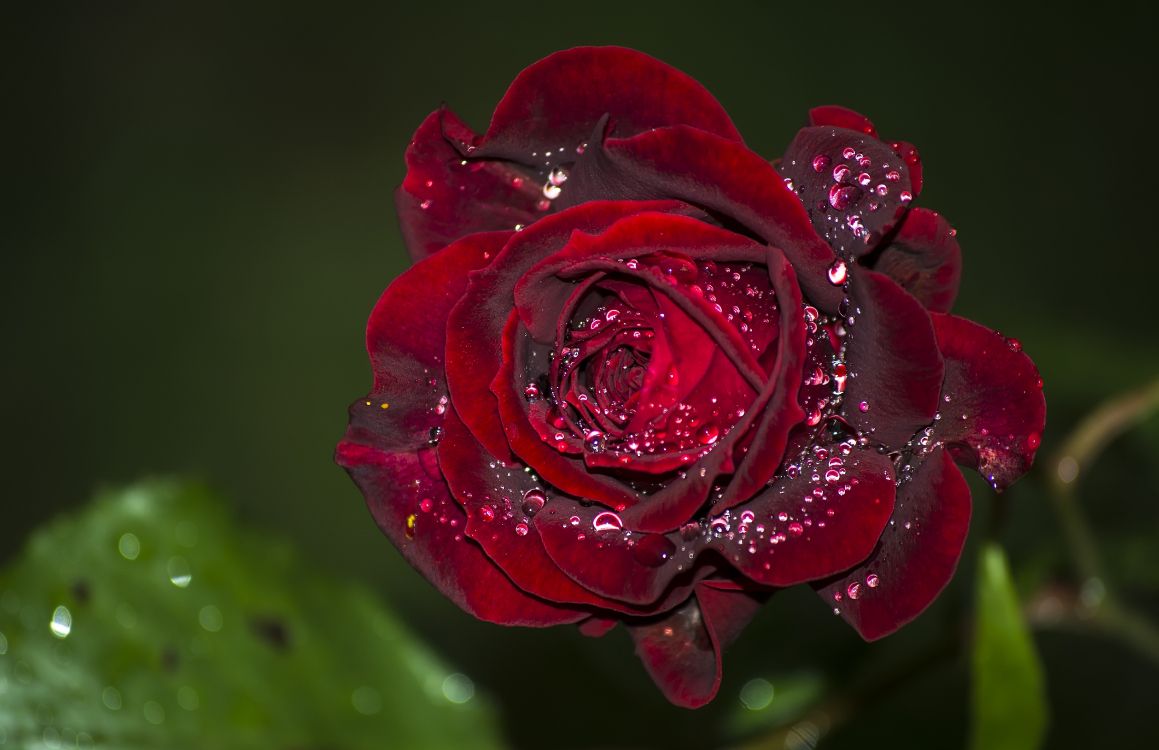 Обои сад роз, роса, цветок, Роза, лепесток в разрешении 6000x3880