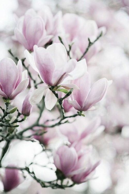 Обои цветок, китайский лимонник, цветковое растение, лепесток, растение в разрешении 1334x2000