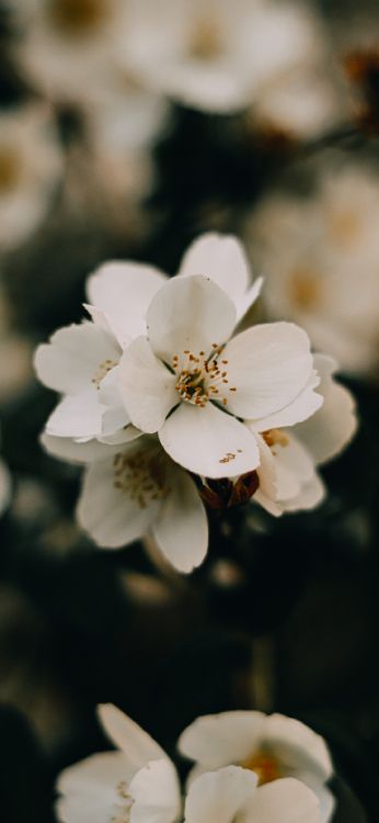 Обои цветение вишни, цветок, растение, лепесток, прут в разрешении 1080x2340