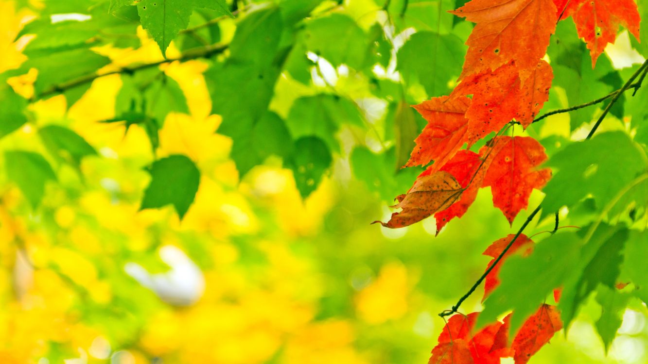 Обои осень, лист, зеленый, дерево, ветвь в разрешении 2560x1440