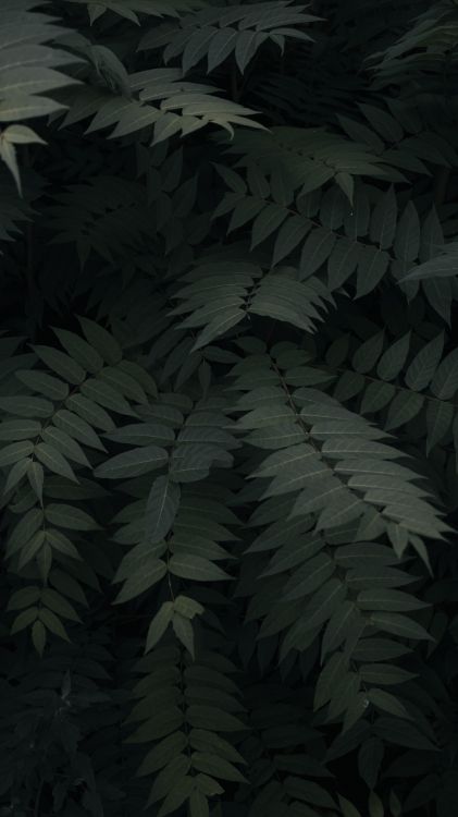 Обои лист, растительность, наземное растение, дерево, растение в разрешении 2250x4000