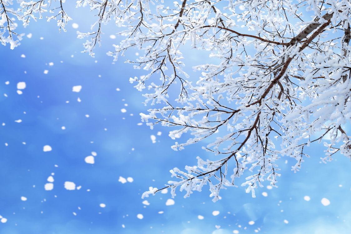 Обои снег, зима, ветвь, синий, дерево в разрешении 6550x4367